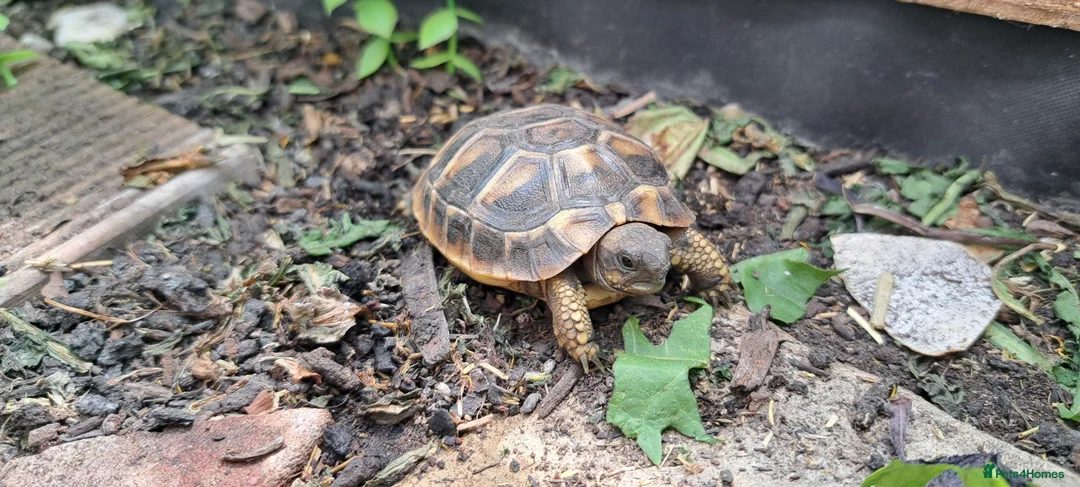 Tortoise reptiles for sale: 2026 Home Hatched Hermanns Tortoises For Sale - Advert 6