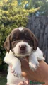 English Springer Spaniel 1