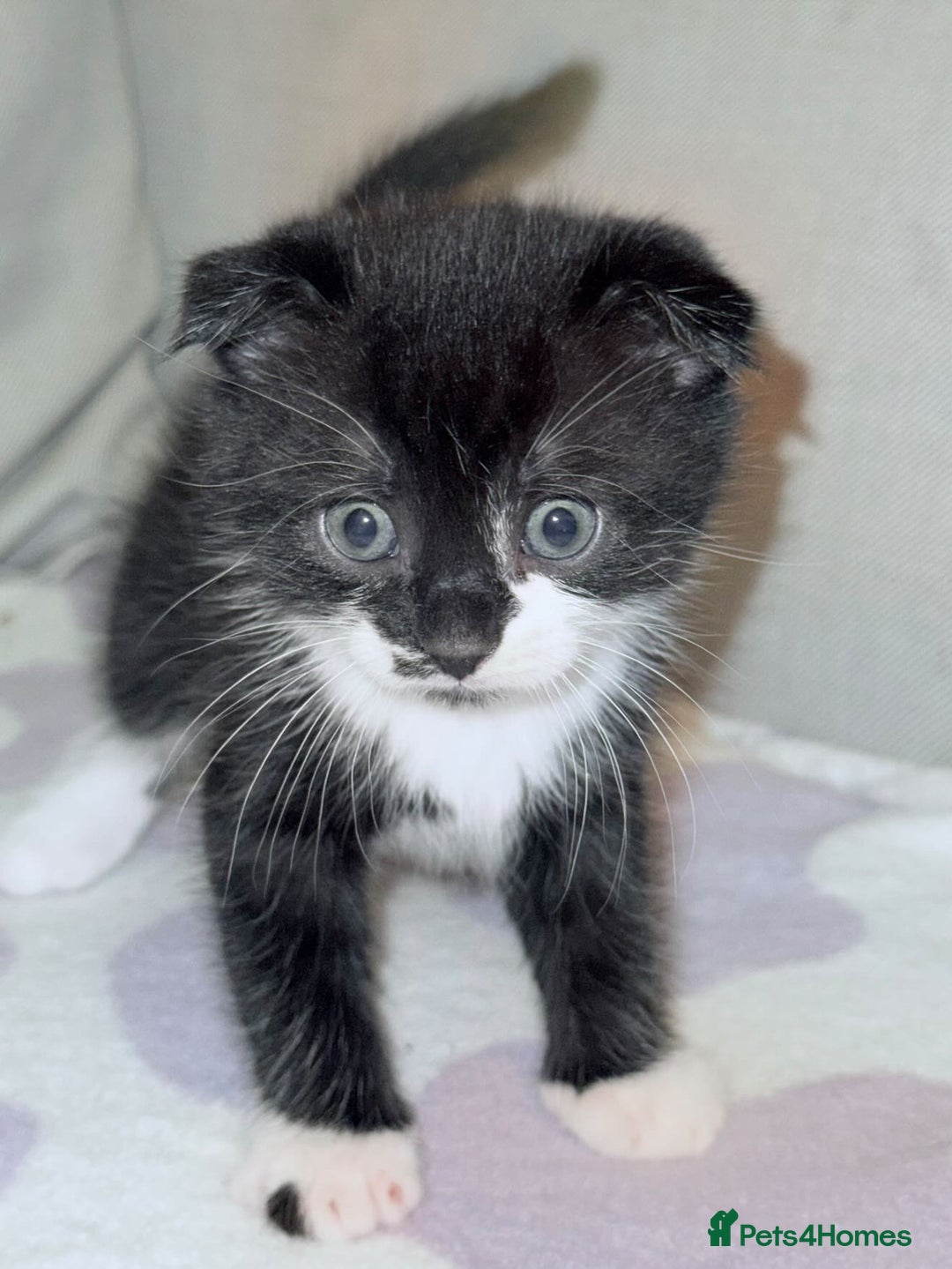 Scottish Fold cats for sale: Adorable Kittens Looking for Forever Homes! 🐾 - Image 10
