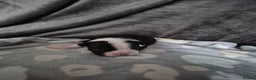 Boston Terrier dogs for sale: Gorgeous chunky Boston terrier pups - Advert 11