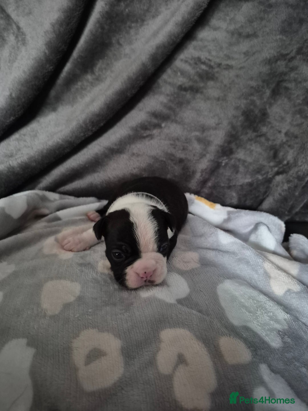 Boston Terrier dogs for sale: Gorgeous chunky Boston terrier pups - Advert 11