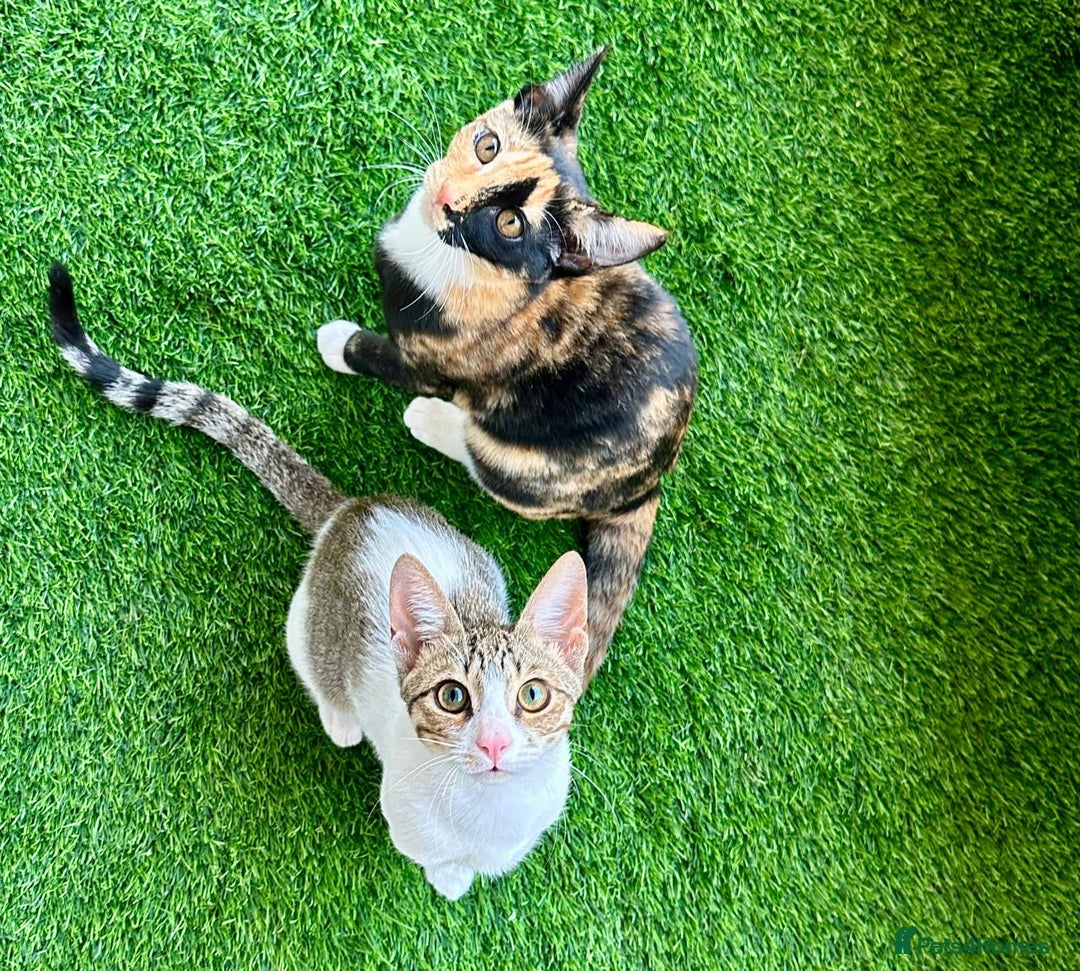 Arabian Mau cats for adoption: Pair of Indoor-Only Kittens for Adoption Together - Image 6