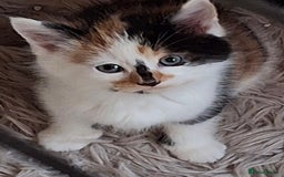 Mixed Breed cats for sale: 3 adorable little kittens for sale  - Image 4