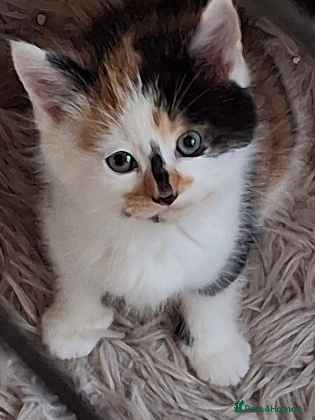 Mixed Breed cats for sale: 3 adorable little kittens for sale  - Image 4