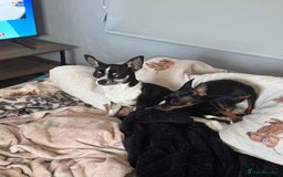 Chihuahua dogs for sale: BEAUTIFUL TRI TINY CHIHUAHUA PUPPY - Image 6