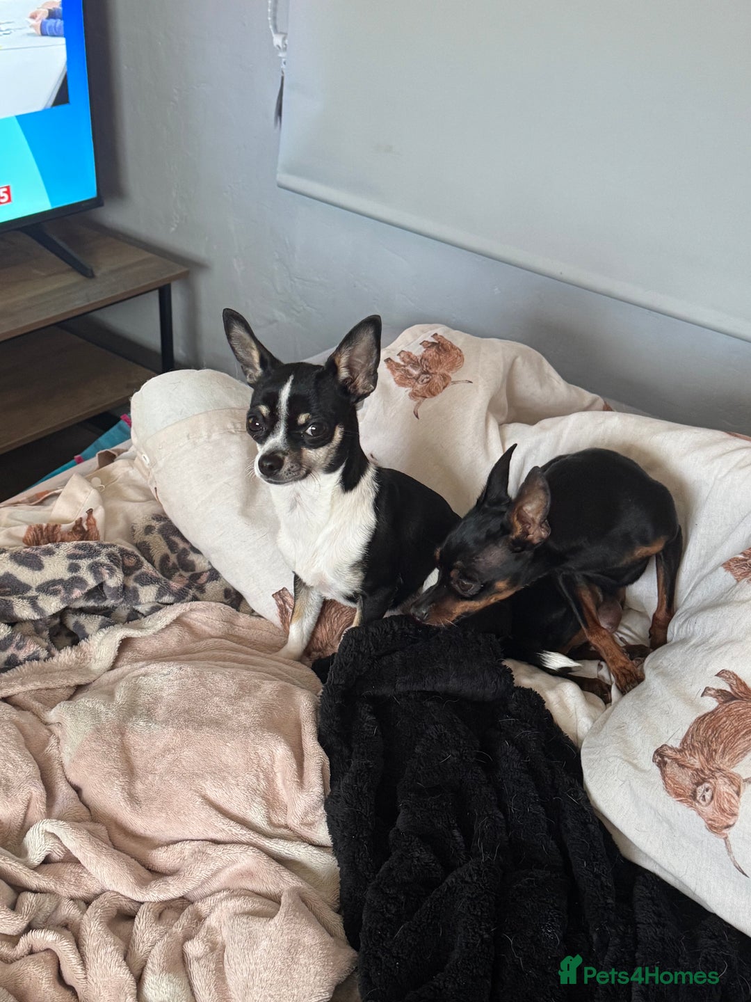 Chihuahua dogs for sale: BEAUTIFUL TRI TINY CHIHUAHUA PUPPY - Image 6