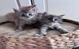 Maine Coon cats for sale: 🌟🌟Beautiful Maine Coon kittens 🌟🌟 - Image 5