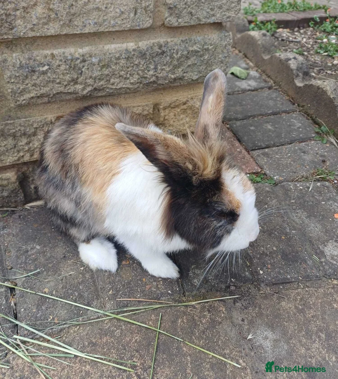 Mini Lion Lop rabbits for sale: 9 Mini Lion Lops For Sale - Advert 9