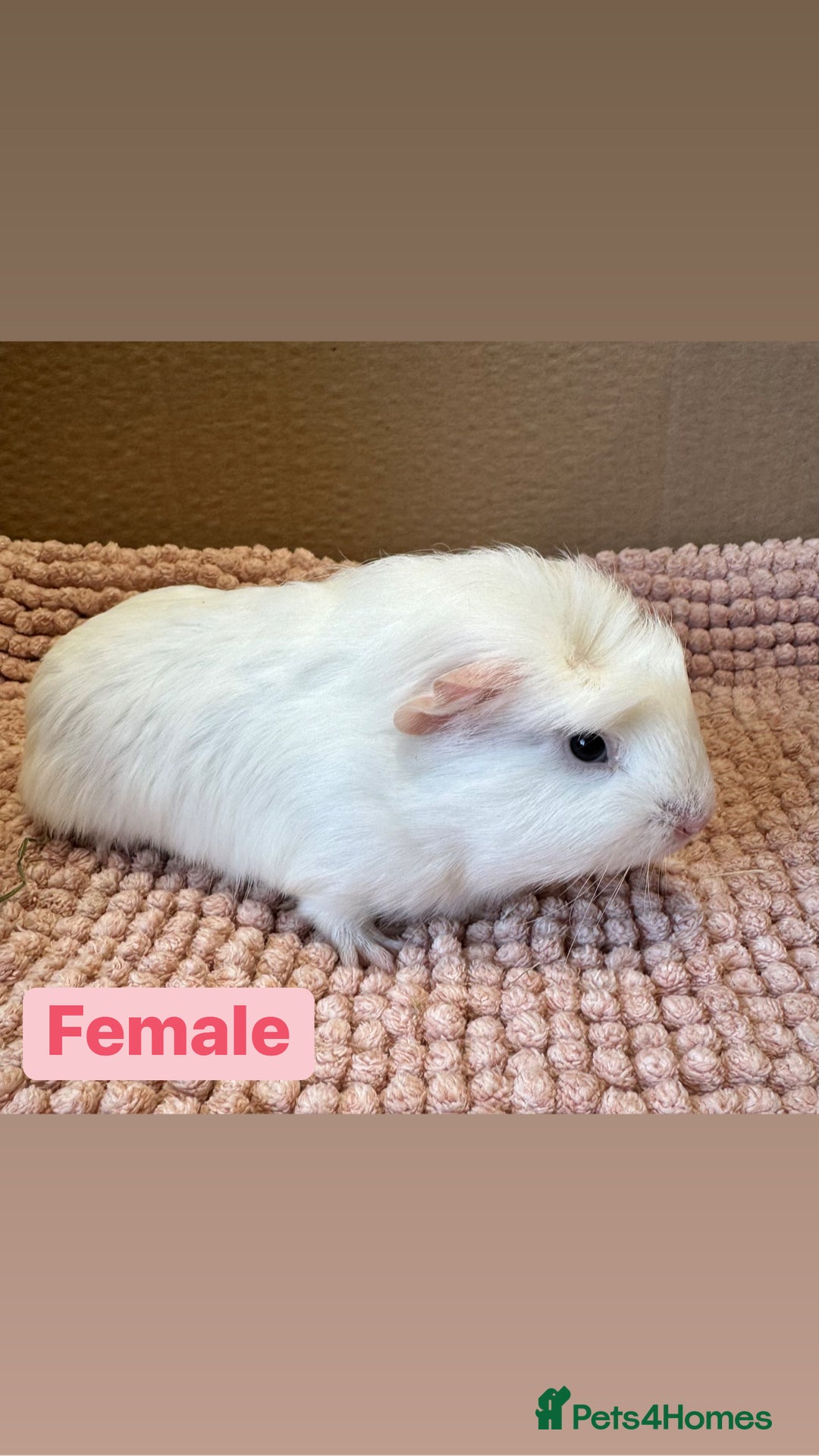 Guinea Pig rodents for sale: Young Guinea pigs  - Advert 4