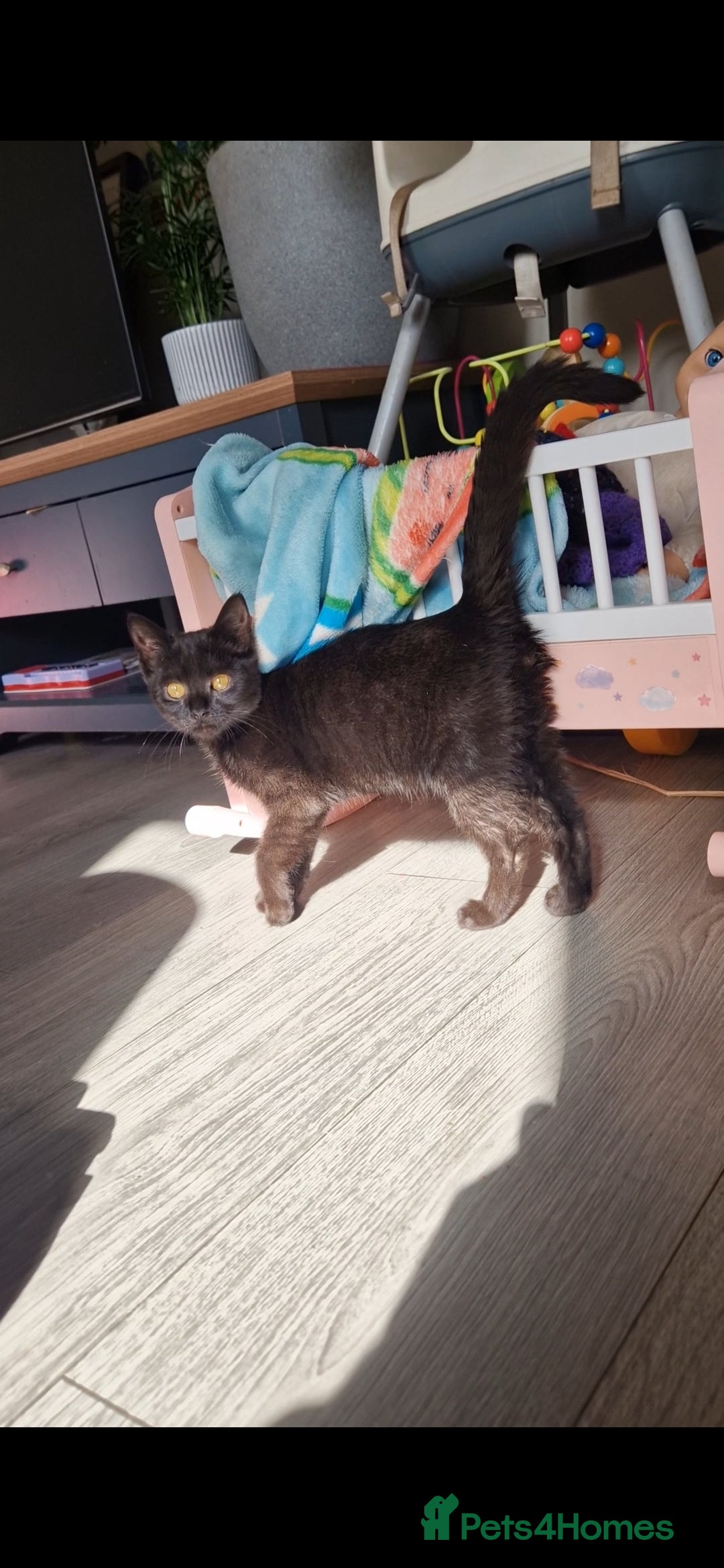 Scottish Fold cats for sale: Black Scottish Fold cross - Advert 2