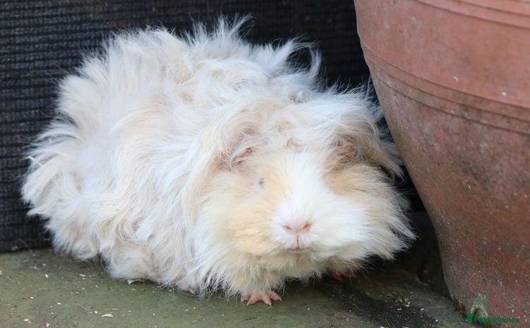 Guinea Pig rodents - Advert 9