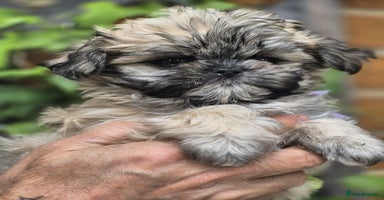 Shih Tzu dogs - Advert 7