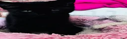 Mixed Breed cats for sale: For black cat lover 😜 in London - Advert 3