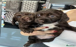 Cocker Spaniel dogs for sale: Kennel club working cocker spaniel pups  - Image 2