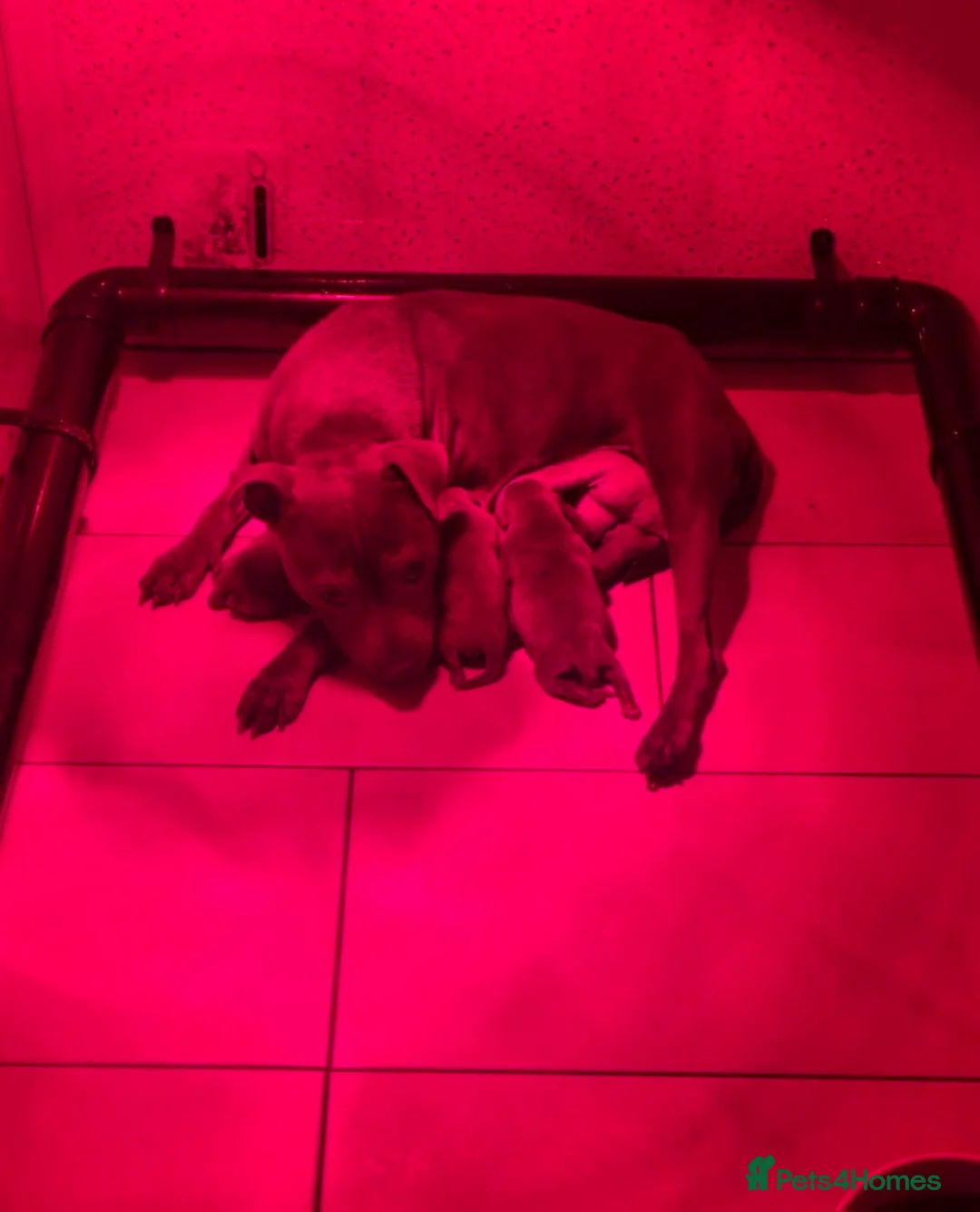 Staffordshire Bull Terrier dogs for sale: Exceptional Blue Staffordshire Bull terrier pups - Advert 11