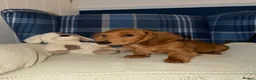 Miniature Dachshund dogs for sale: 🩷Stunning Long Haired Mini Dachshunds💙 - Advert 4