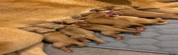 Goldendoodle dogs for sale: F1 Goldendoodle Puppies Reservations Now Open - Advert 2