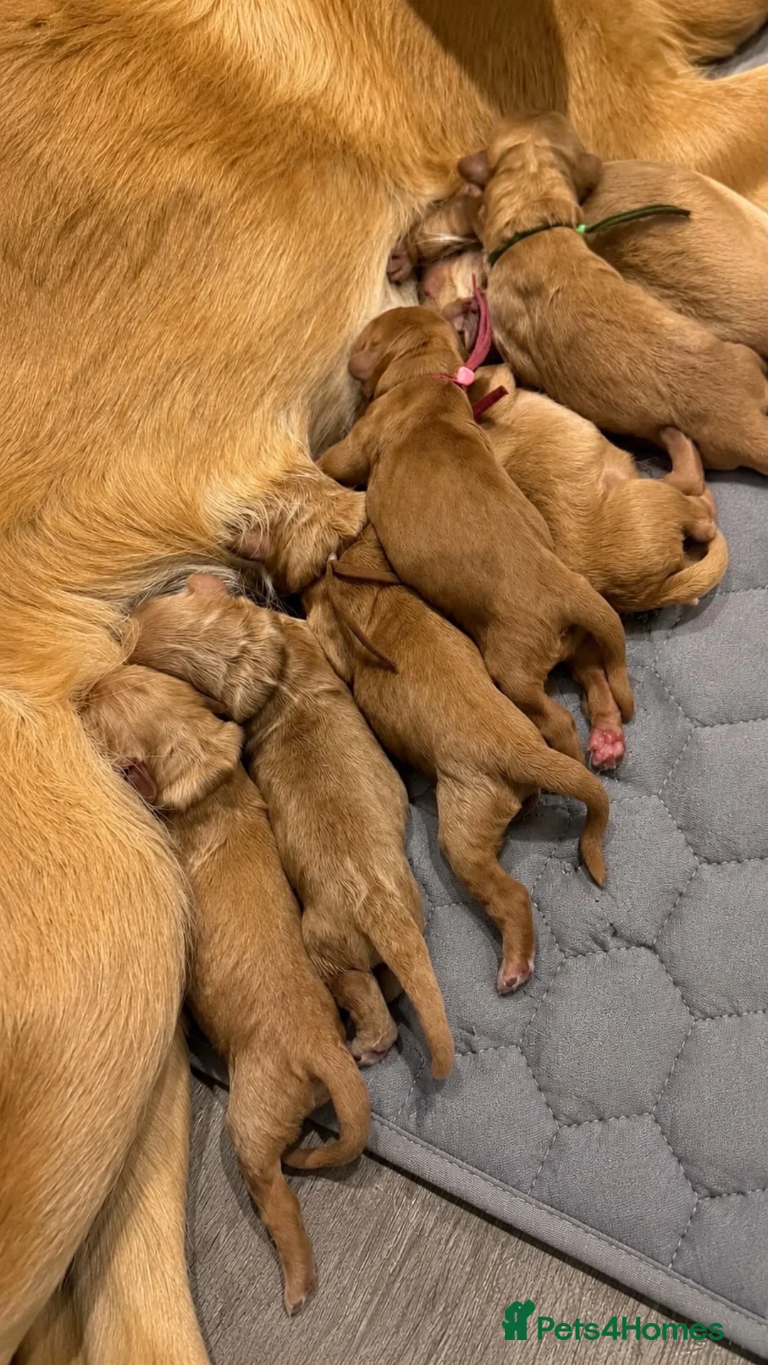 Goldendoodle dogs for sale: F1 Goldendoodle Puppies Reservations Now Open - Advert 2