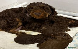 Cockapoo dogs for sale: Gorgeous litter of F1b cockapoos - Advert 3