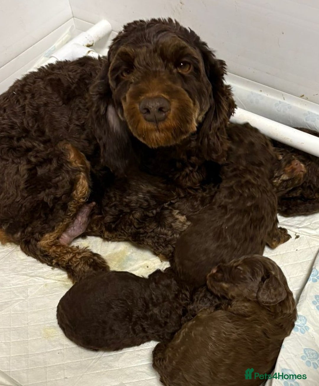 Cockapoo dogs for sale: Gorgeous litter of F1b cockapoos - Advert 3