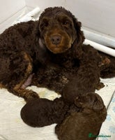 Cockapoo dogs Gorgeous litter of F1b cockapoos - Advert 4