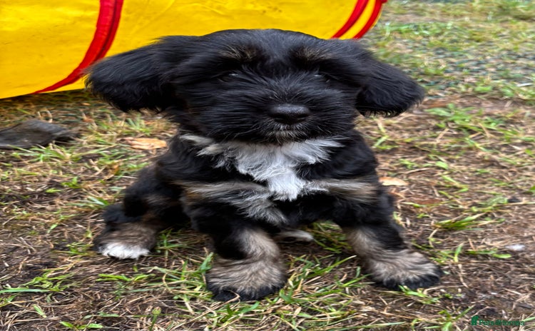 Tibetan Terrier dogs - Advert 1