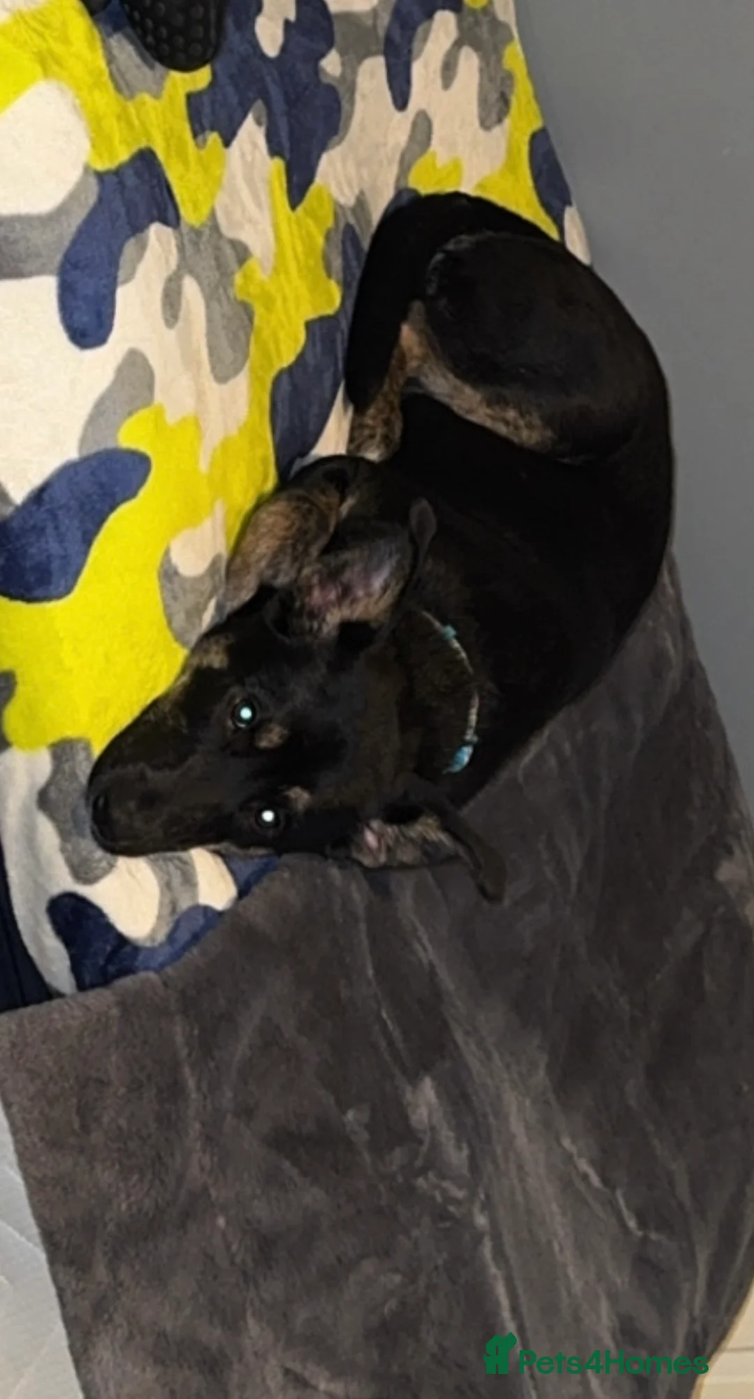 Mixed Breed dogs for sale: Luna  - Advert 2