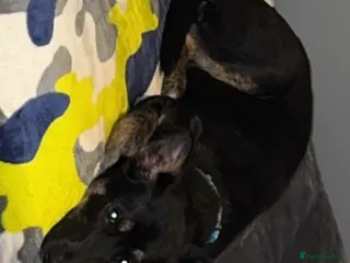 Mixed Breed dogs Luna - Advert 12