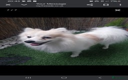 Pomeranian dogs for sale: Cheddar - Advert 1