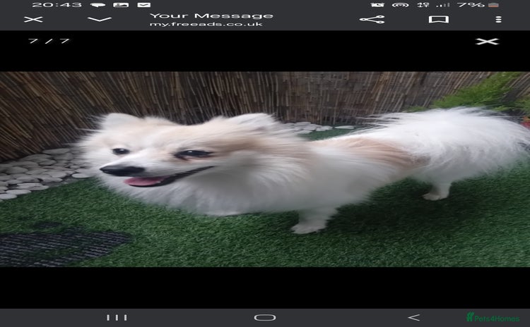 Pomeranian dogs Cheddar - Advert 2