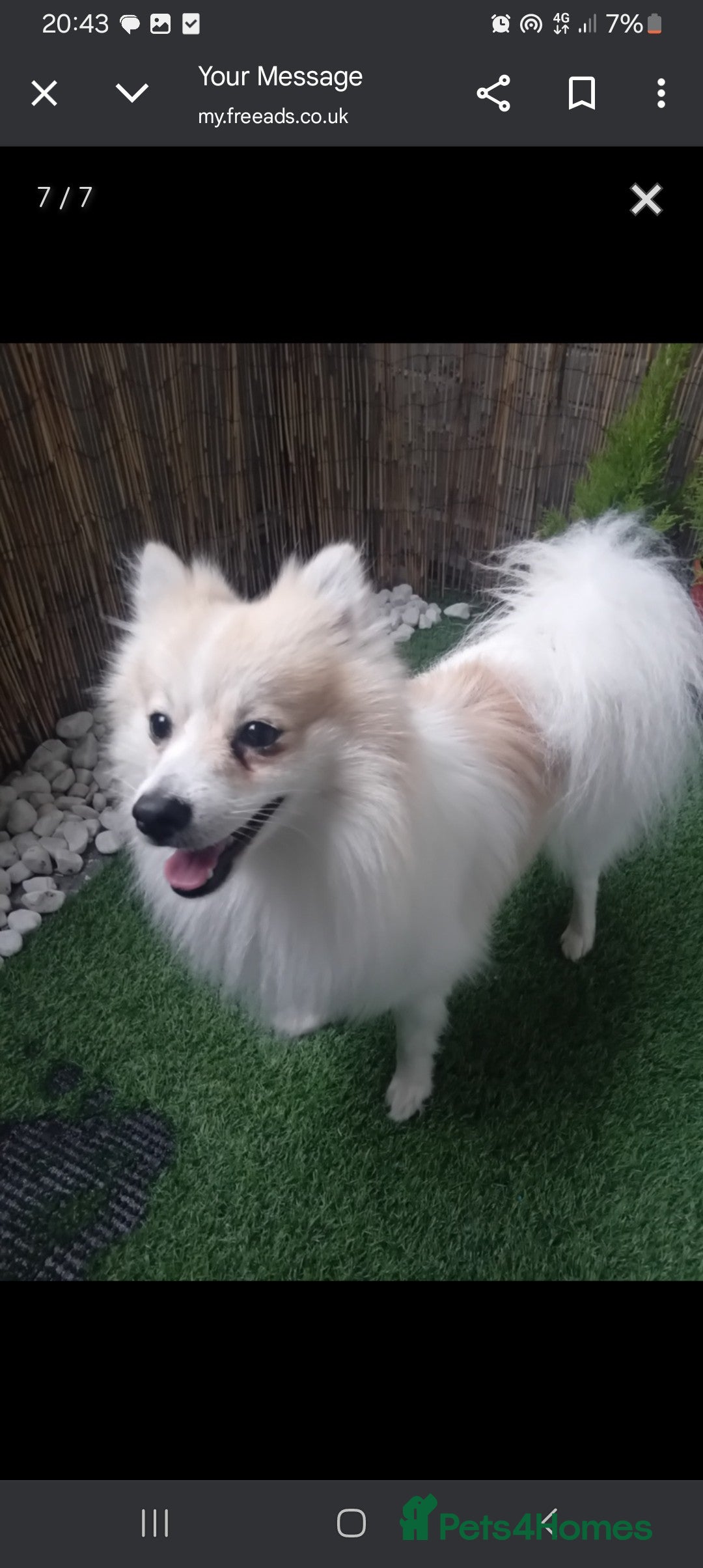 Pomeranian dogs for sale: Cheddar - Advert 1