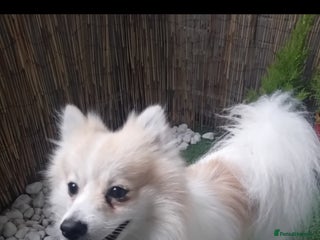 Pomeranian dogs Cheddar - Advert 5