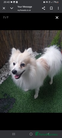 Pomeranian dogs Cheddar - Advert 1