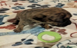 Mixed Breed dogs for sale: Staff cross pups - Image 8