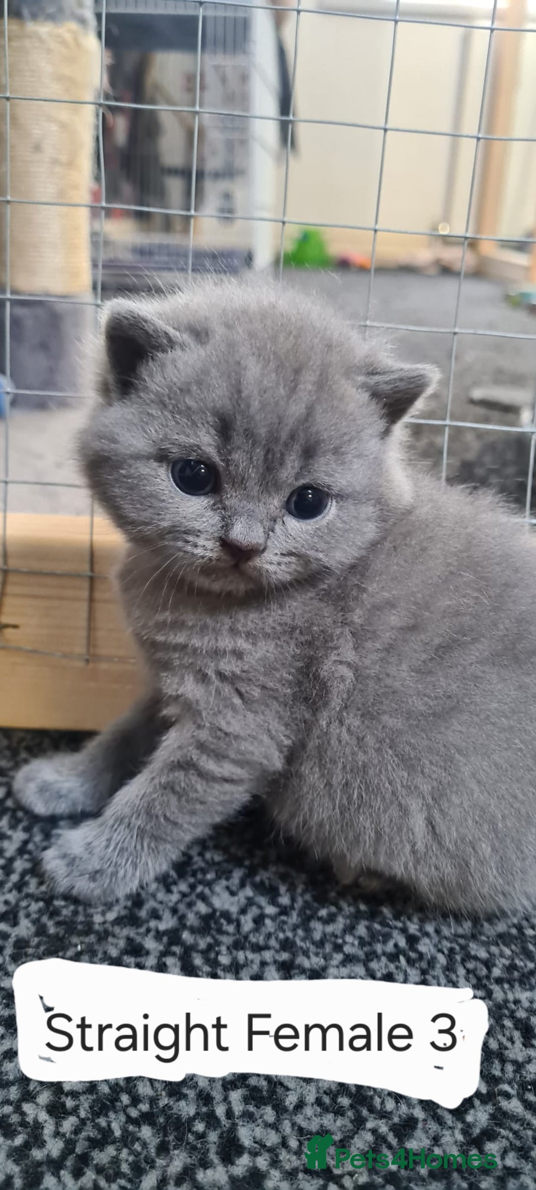 Scottish Fold cats for sale: Scottish Fold/British Shorthair Kittens  - Advert 4