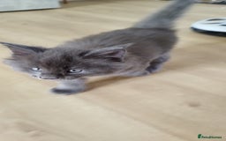 Maine Coon cats for sale: Tica pedigree kittens -ready for reservation  - Image 5