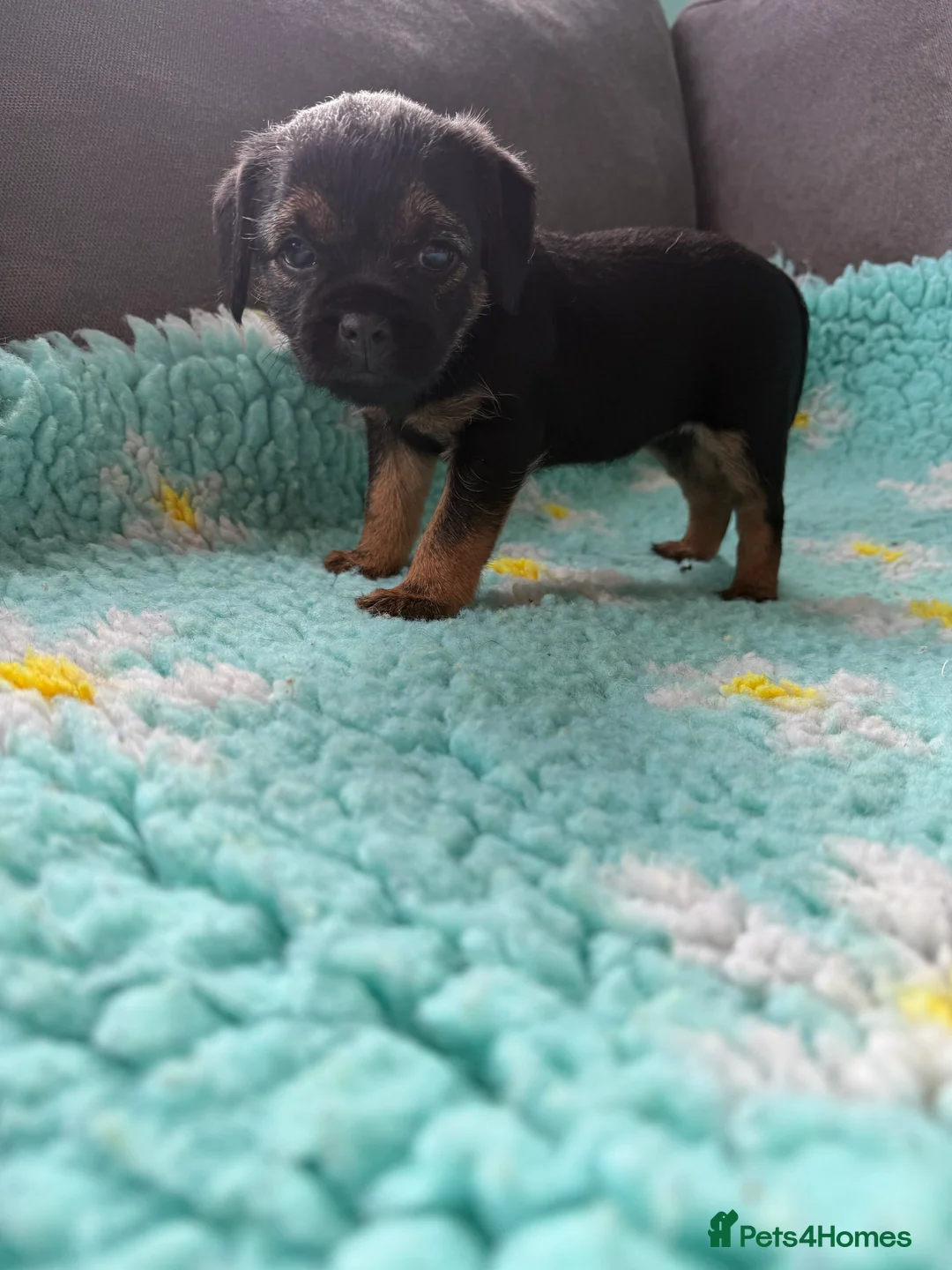 Border Terrier dogs for sale: Border Terriers 4 girls 3 boys  - Advert 14