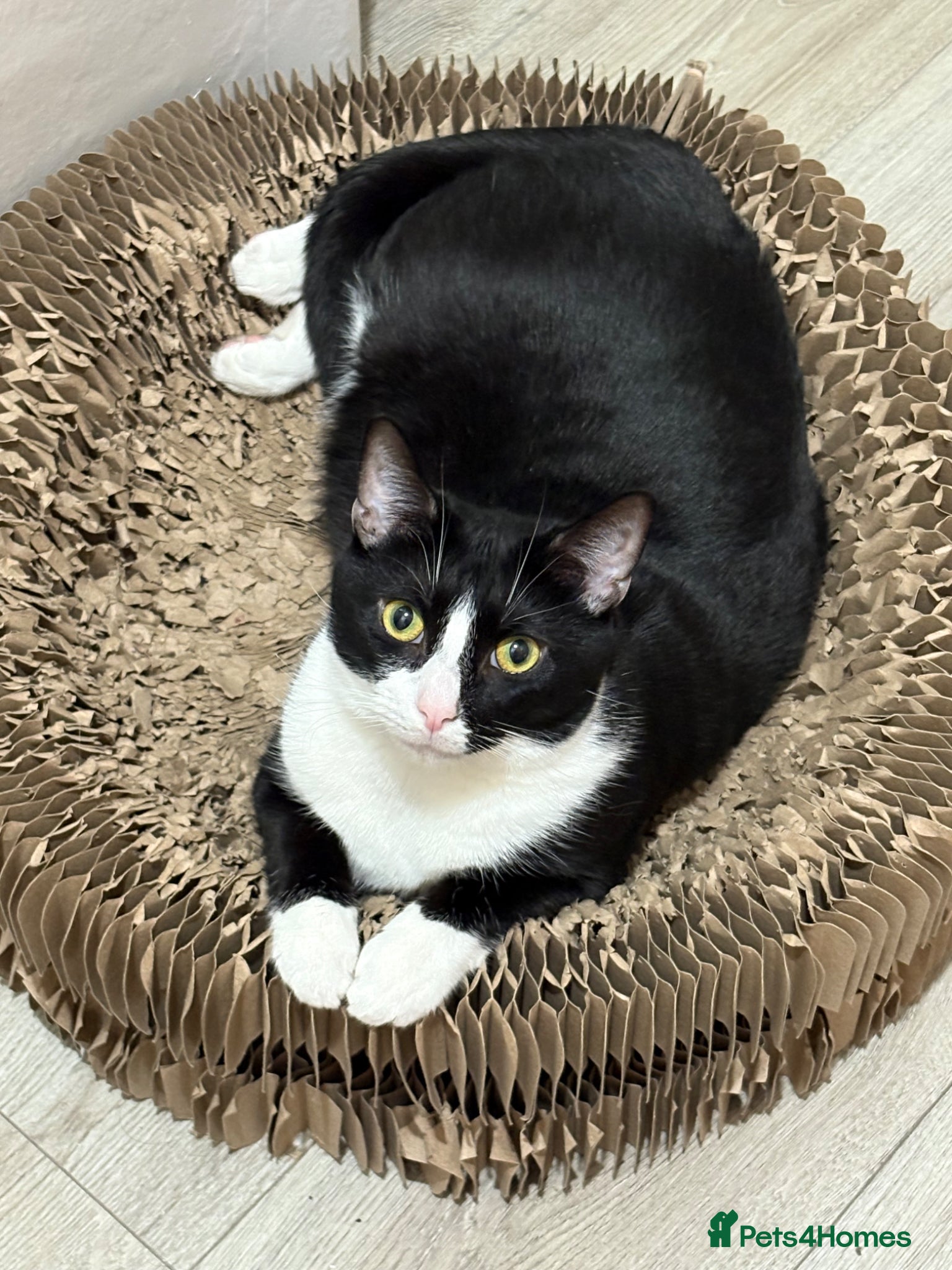 British Shorthair cats Milo needs rehoming  - Advert 7