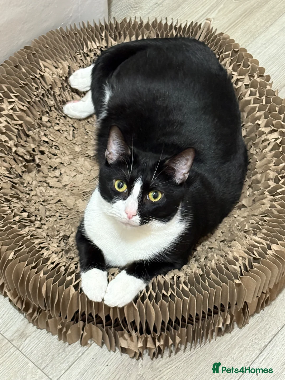 British Shorthair cats for sale: Milo needs rehoming  in London - Advert 1
