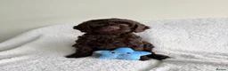 Cockapoo dogs for sale: Cuddly Cockapoo puppies!  - Advert 26