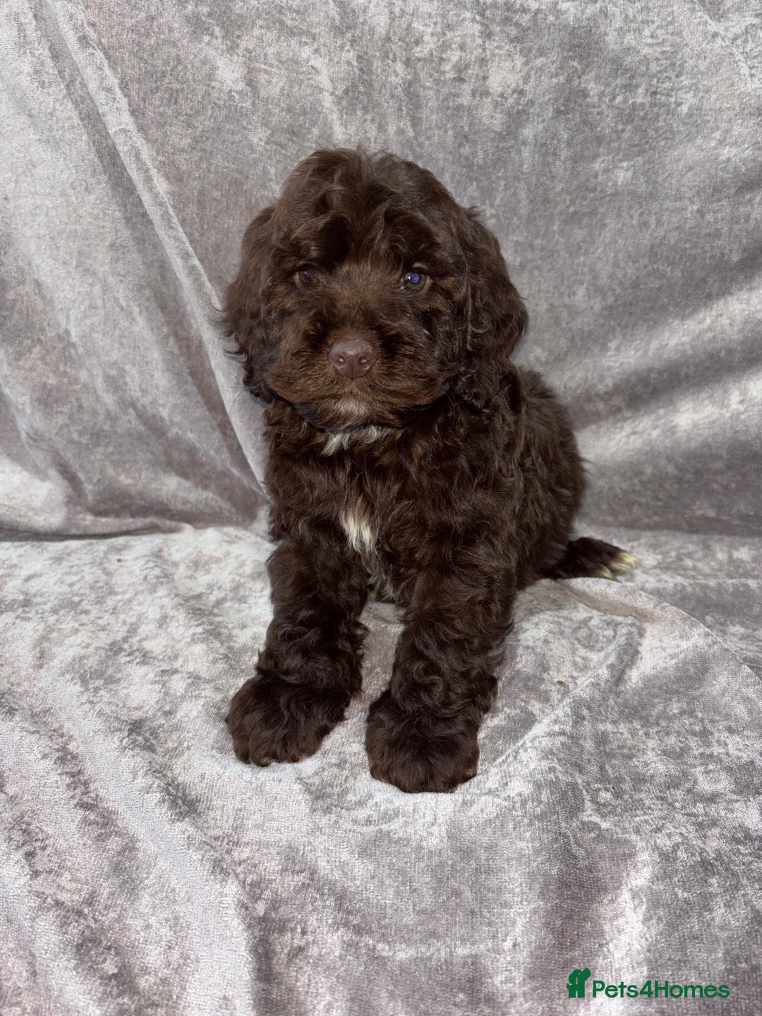 Cockapoo dogs for sale: Gorgeous Cockapoo Puppies  - Advert 17