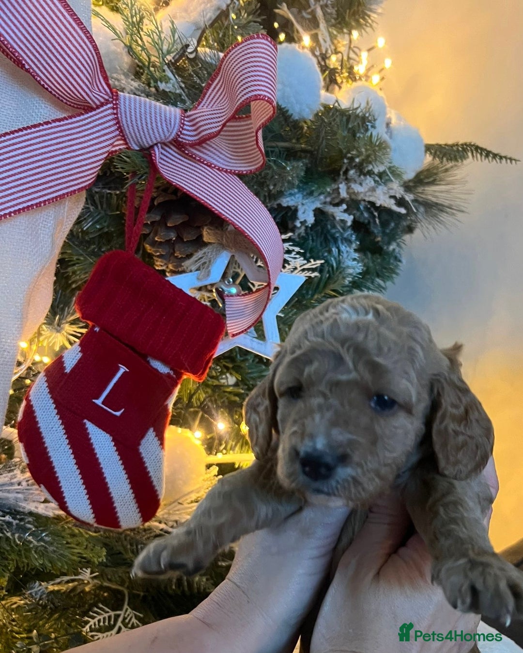 Cockapoo dogs for sale: Stunning babies ready for new homes - Advert 16