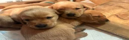 Labrador Retriever dogs for sale: Labrador puppies for sale ready now  - Advert 10