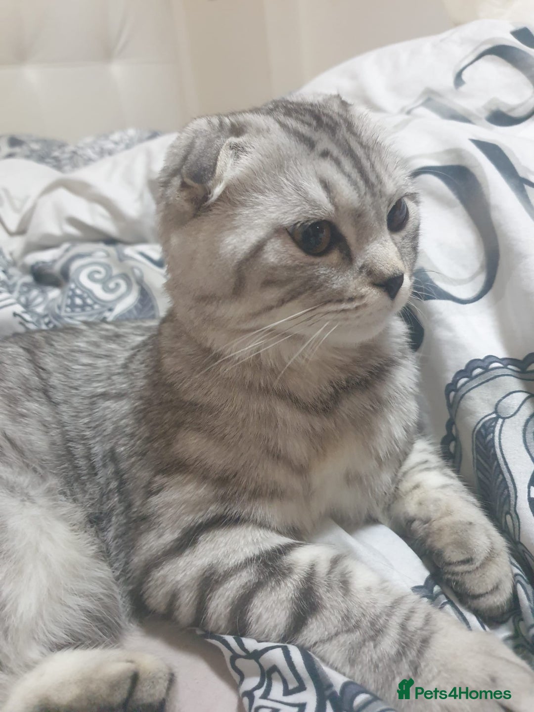 Scottish Fold cats for sale: Cute grey Scottish fold kitten - Advert 2