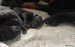 Mixed Breed dogs for sale: YOUR NEW BEST FRIEND IS WAITING!  - Image 36