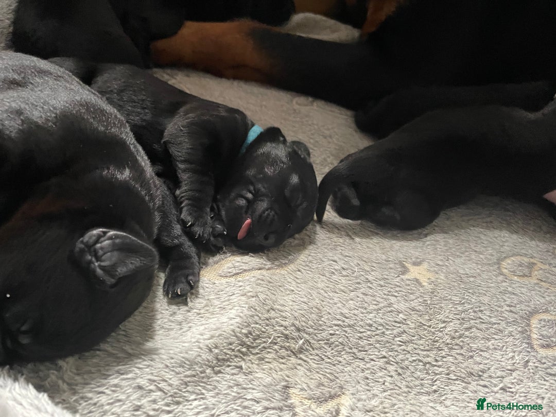 Mixed Breed dogs for sale: YOUR NEW BEST FRIEND IS WAITING!  - Image 36