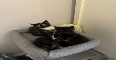 Mixed Breed cats - Advert 14