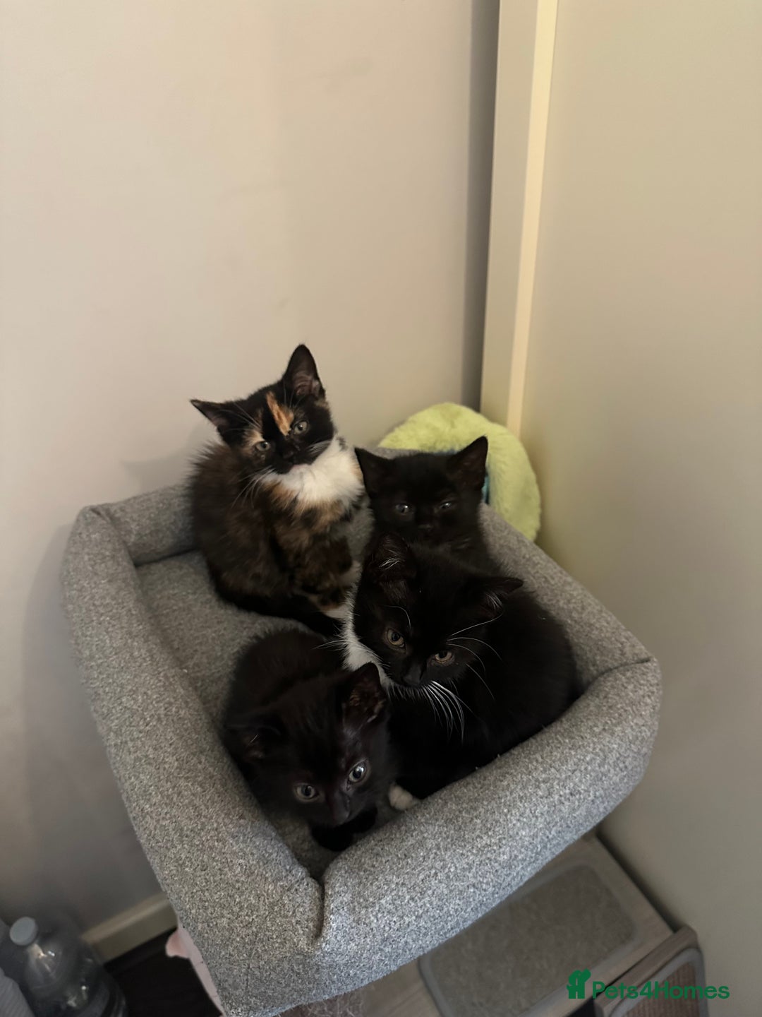 Mixed Breed cats for sale: Last kitty for sale!  - Advert 6