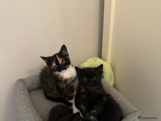 Mixed Breed cats - Advert 14