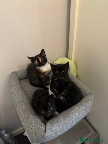 Mixed Breed cats - Advert 16